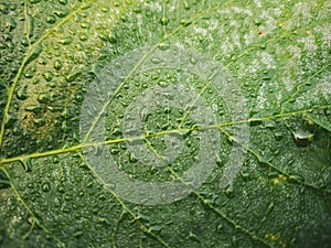 Dew on a leaf with leaves in the background