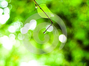 Dew on leafless branches blur green nature bokeh background environment save earth clean world concept idea