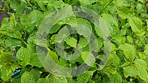 Dew on the leaves of the bush