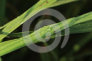 Dew on leaves. Drop of dew in morning on leaves with sun light. Water drops on the green grass