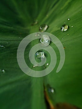 Dew leaves morning nature texture