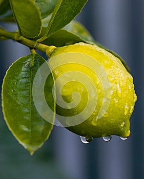 Dew on lemon 01