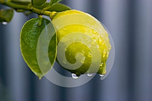 Dew on lemon 02