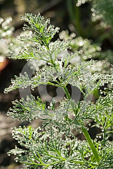 Dew lies on a branch of dill, close-up