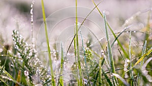 Dew lined perennial grass in pale morning light