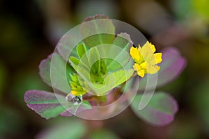 Dew on Little Hop Clover, Trifolium dubium