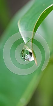 Dew on macro photos