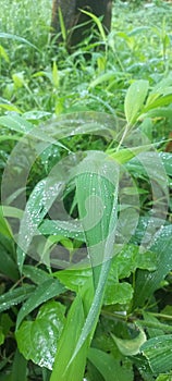 DEW IN THE MORNING WITH AN ARTISTIC VILALAGE ATMOSFERE  FRESH AND HEALTY AIR photo