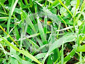Dew in the morning on the green grass. water drops on green leaves