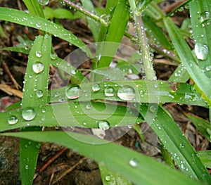 Dew