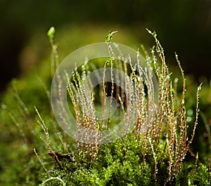 Dew on moss seta