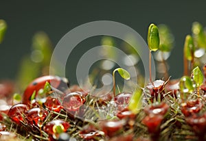 Dew on mossy forest floor