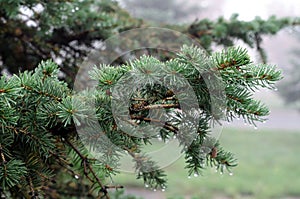 Dew nature green furtree web photo