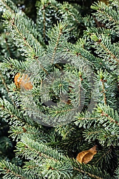 Dew on the needles of spruce.