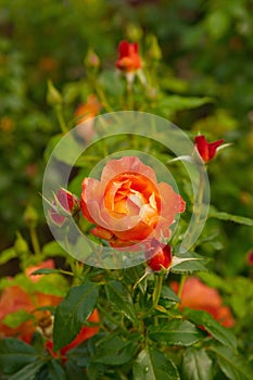 Dew on Orange Rose