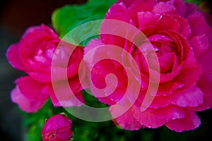 Dew on Peony Blooms in Soft focus