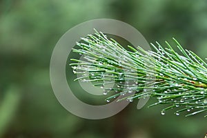 Dew on Pine Tree Branch Closeup Macro