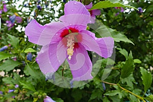 dew on pink crimsoneyed flower of Hibiscus syriacus