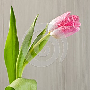 Dew on the pink flower