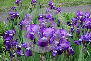 Dew on purple flowers of Iris germanica