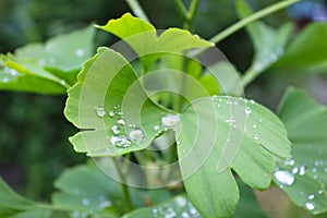 Dew, rain drops, droplets on green leaves of Ginkgo Biloba common Maidenhair tree, plant, macro