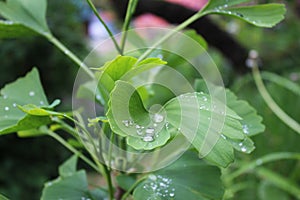 Dew, rain drops, droplets on green leaves of Ginkgo Biloba common Maidenhair tree, plant, macro