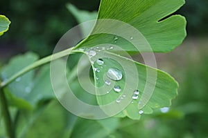 Dew, rain drops, droplets on green leaves of Ginkgo Biloba common Maidenhair tree, plant, macro