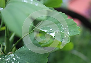 Dew, rain drops, droplets on green leaves of Ginkgo Biloba common Maidenhair tree, plant, macro