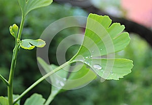 Dew, rain drops, droplets on green leaves of Ginkgo Biloba common Maidenhair tree, plant, macro