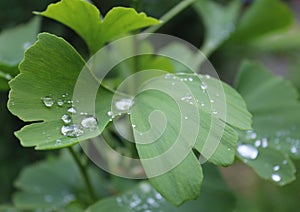 Dew, rain drops, droplets on green leaves of Ginkgo Biloba common Maidenhair tree, plant, macro