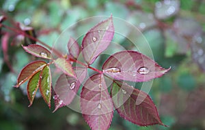 Dew, rain drops, droplets on green leaves of rose, plant, macro