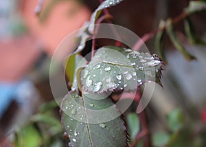 Dew, rain drops, droplets on green leaves of rose, plant, macro