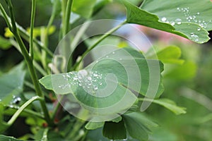 Dew, rain drops, droplets on green leaves of young Ginkgo Biloba common Maidenhair tree, plant, macro