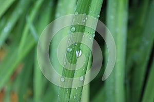 Dew, rain drops, droplets on leaves of orange Crin, Lily, green plant, macro photo