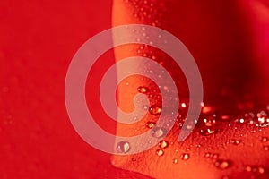 Dew or rain drops on a red rose petal on a red background. Beautiful natural background. Copy Space