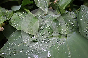 Dew, rain drops, water drops on the leaves of Convallaria mayalis common Lily of the walley