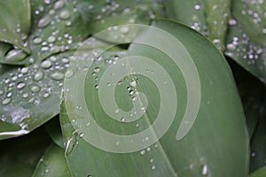 Dew, rain drops, water drops on the leaves of Convallaria mayalis common Lily of the walley