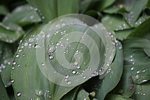 Dew, rain drops, water drops on the leaves of Convallaria mayalis common Lily of the walley