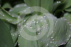 Dew, rain drops, water drops on the leaves of Convallaria mayalis common Lily of the walley