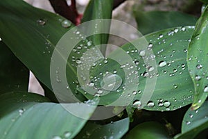 Dew, rain drops, water drops on the leaves of Convallaria mayalis common Lily of the walley