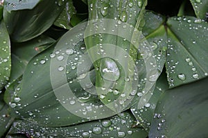 Dew, rain drops, water drops on the leaves of Convallaria mayalis common Lily of the walley