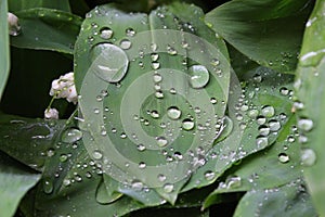 Dew, rain drops, water drops on the leaves of Convallaria mayalis common Lily of the walley