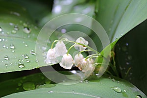 Dew, rain drops, water drops on the leaves of Convallaria mayalis common Lily of the walley