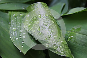 Dew, rain drops, water drops on the leaves of Convallaria mayalis common Lily of the walley