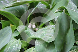 Dew, rain drops, water drops on the leaves of Convallaria mayalis common Lily of the walley