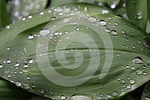 Dew, rain drops, water drops on the leaves of Convallaria mayalis common Lily of the walley