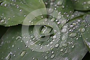 Dew, rain drops, water drops on the leaves of Convallaria mayalis common Lily of the walley photo