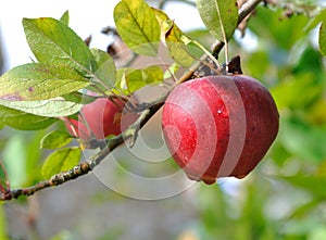 Dew on red apple