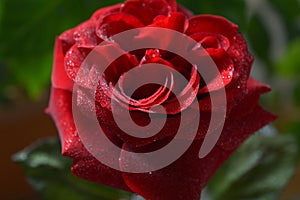 Dew on a red rose in morning beams of the sun