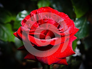 Dew on a red rose in morning beams of the sun